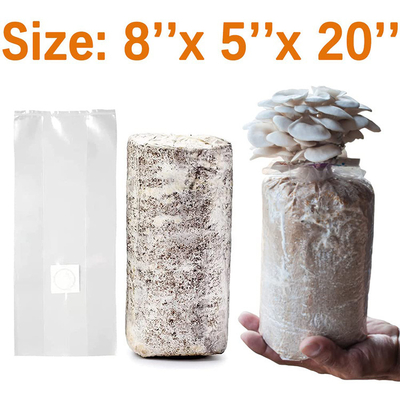 Mycology Fungus Grow Mycelium Cultivation Growing Mushroom Grain Spawn Bags